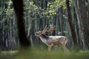 Barcogás a lábodi erdészetben