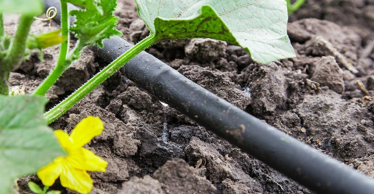 A csepegtető öntözés szakértője: az Esőmester Bt.